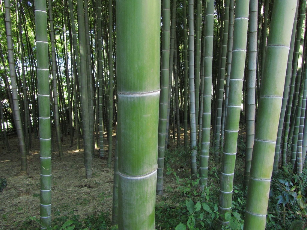 bamboo grove