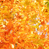 Orange range