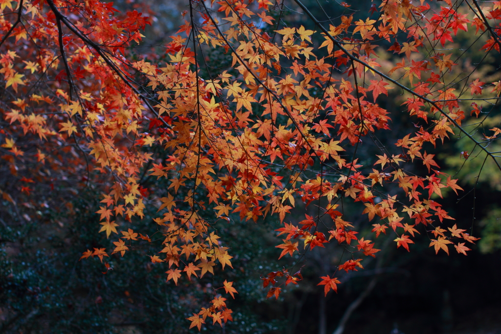 紅葉2013　2