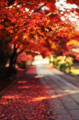 京都七条、養源院の紅葉