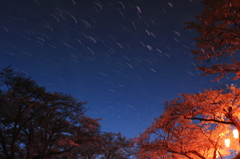 桜流星群