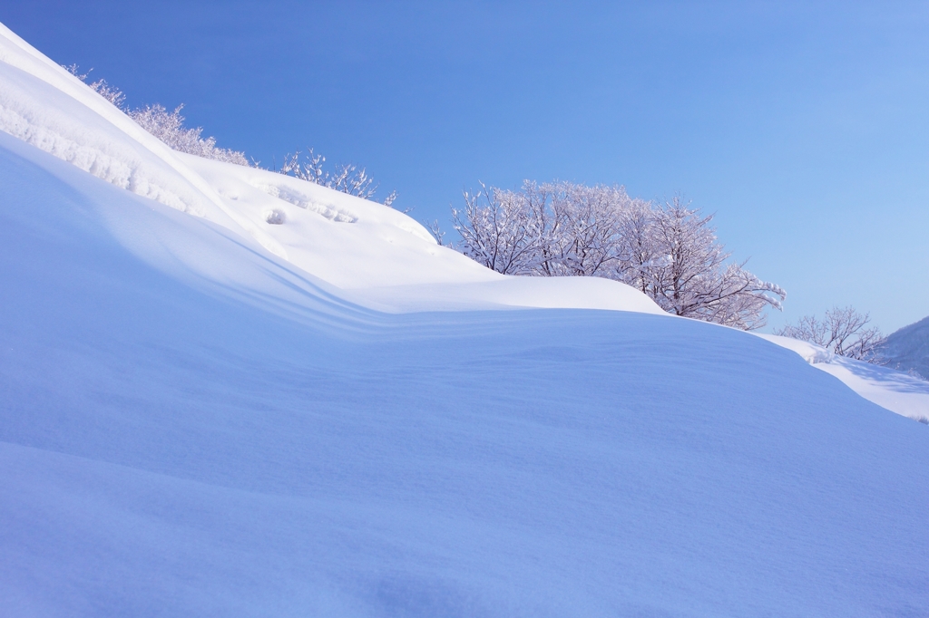 雪原