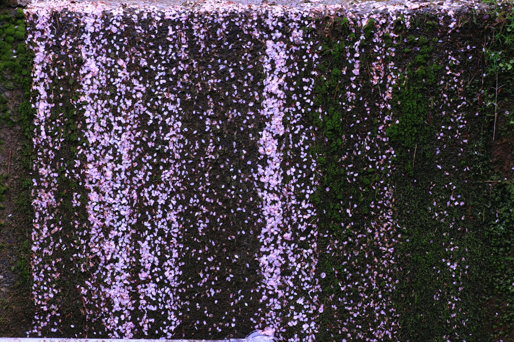 桜の滝