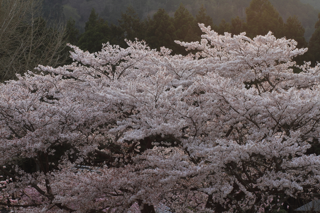 桜の時