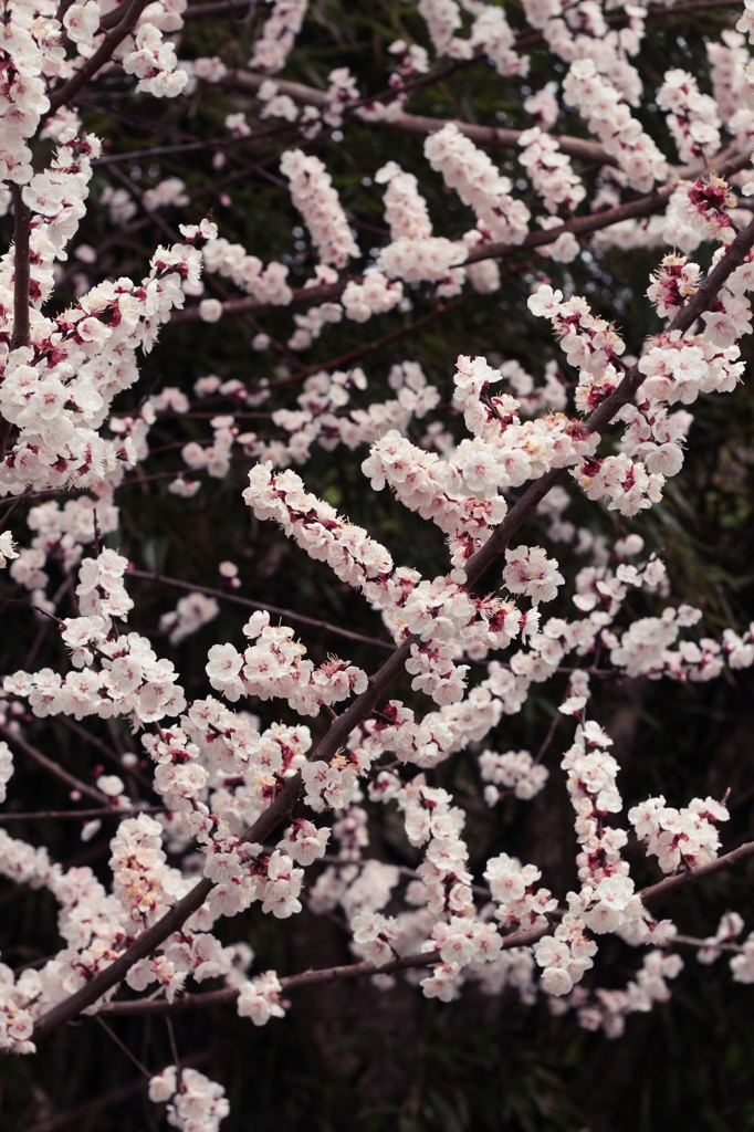 杏子の花