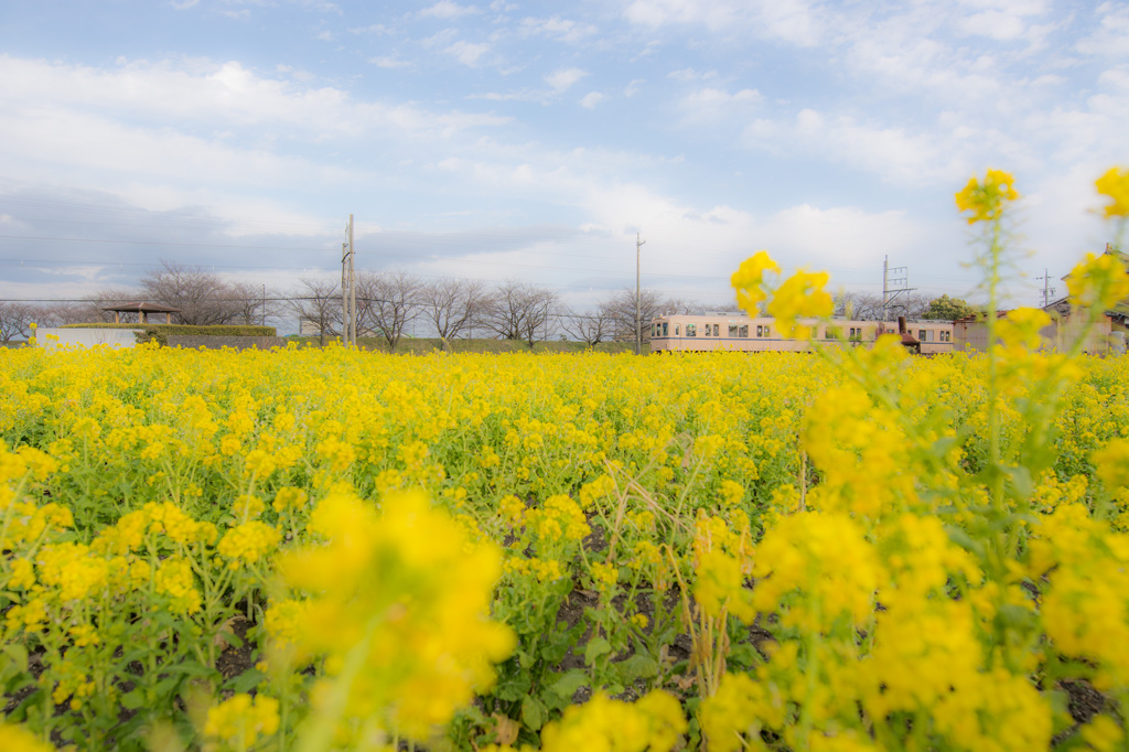 春の養老鉄道（下り）