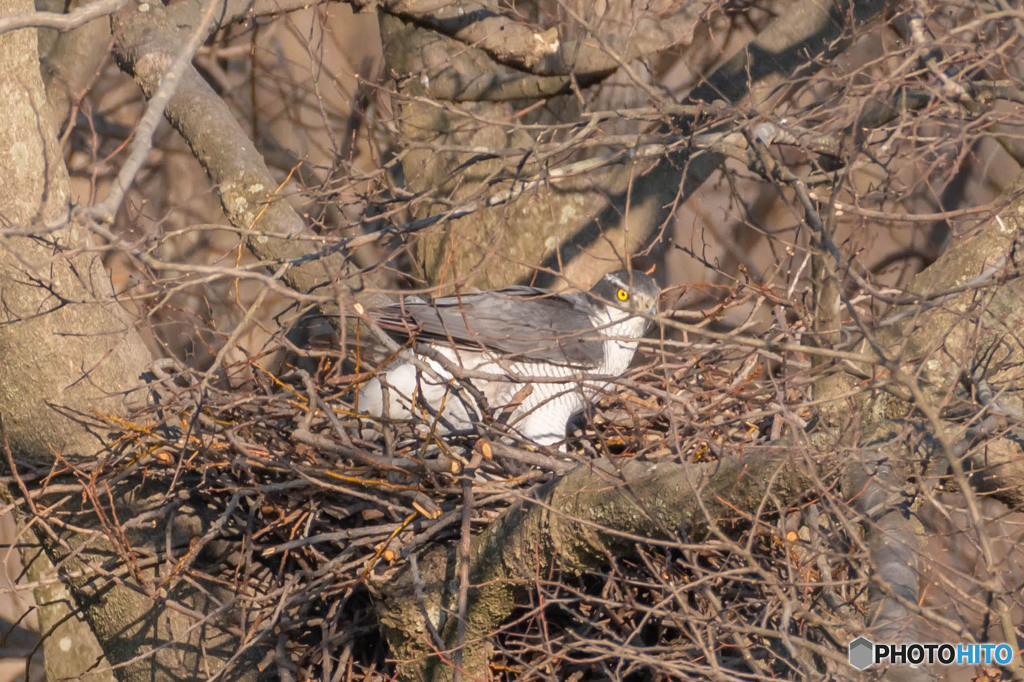 オオタカ巣ごもり