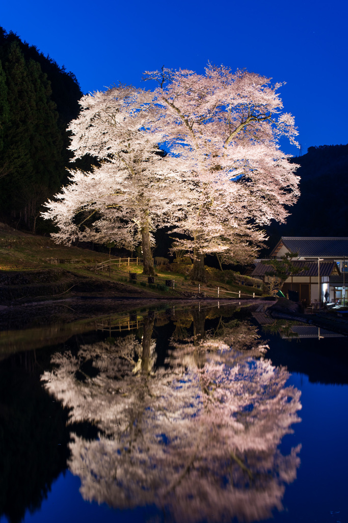 苗代桜