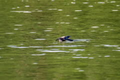 ハリオアマツバメの水飲み