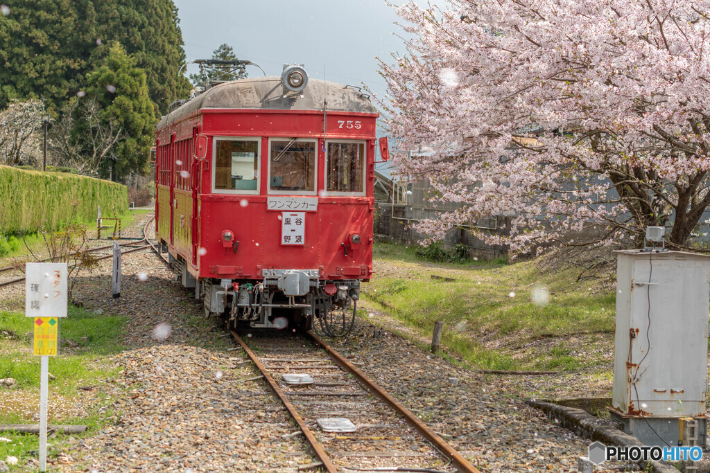 赤い電車桜吹雪