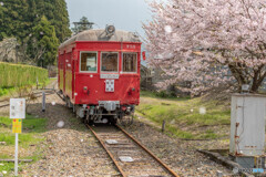 赤い電車桜吹雪