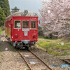 赤い電車桜吹雪