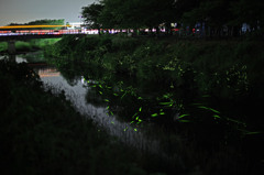 板屋川6月7日