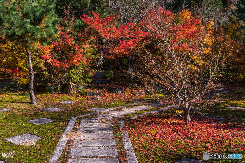 大智寺の紅葉