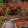 大智寺の紅葉