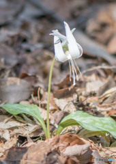 白花のカタクリ