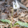 白花のカタクリ