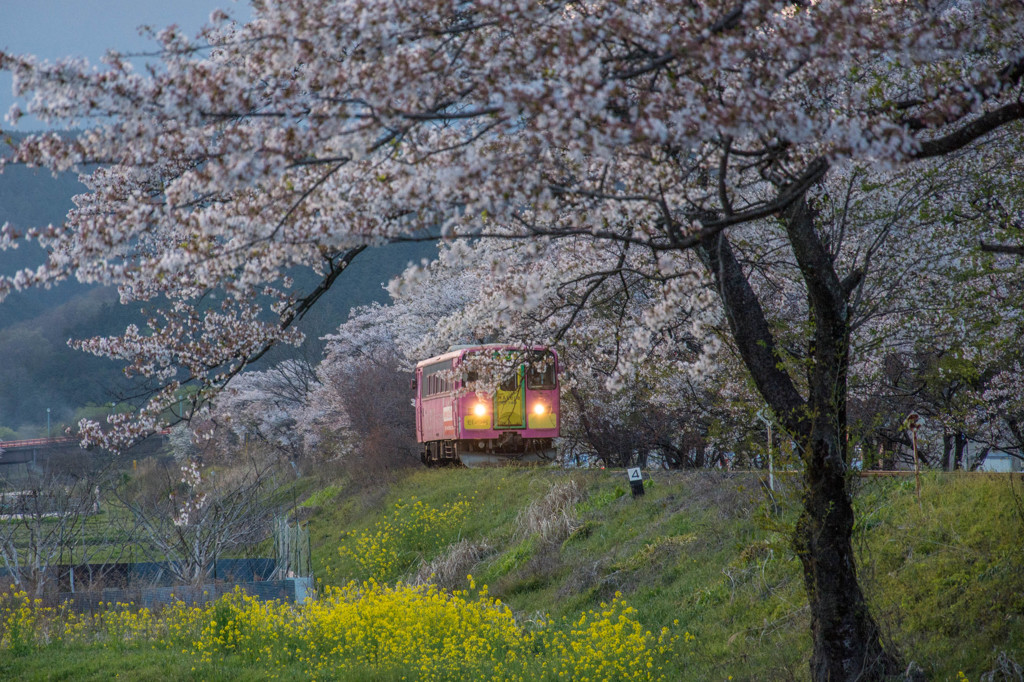 春の樽見鉄道～ラッピング車両編