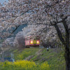 春の樽見鉄道～ラッピング車両編