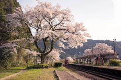 春の長良川鉄道