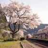 春の長良川鉄道