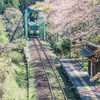 春の樽見鉄道