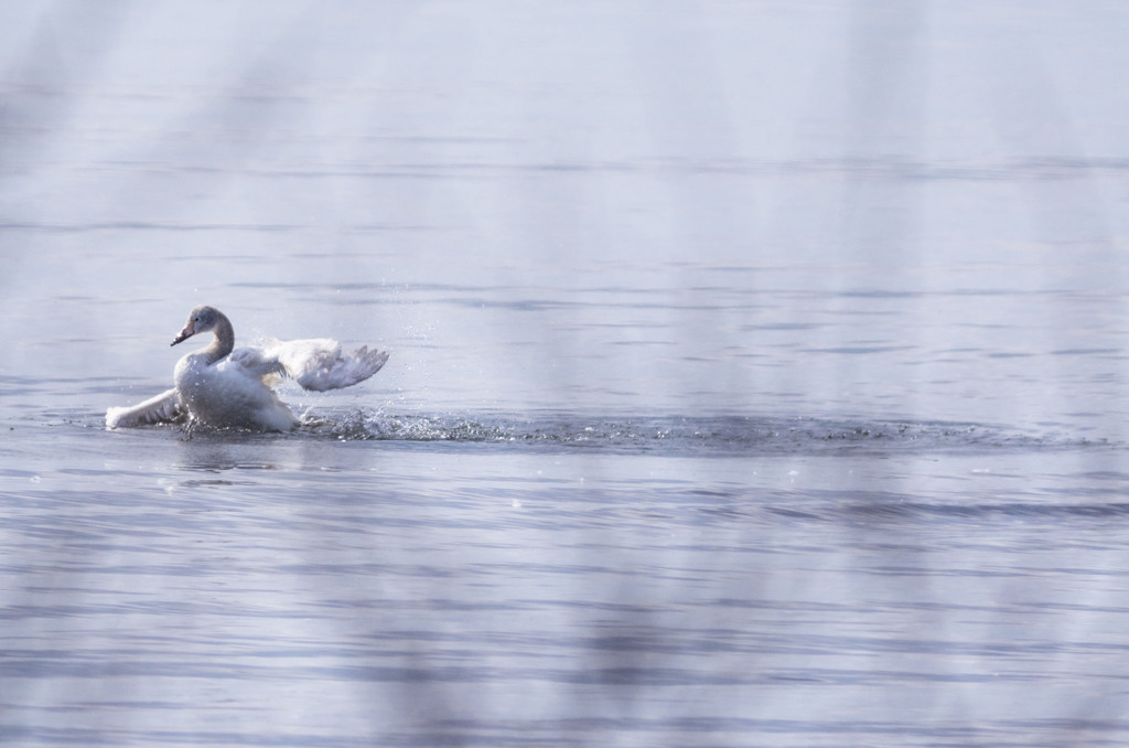 泳ぐコハクチョウ