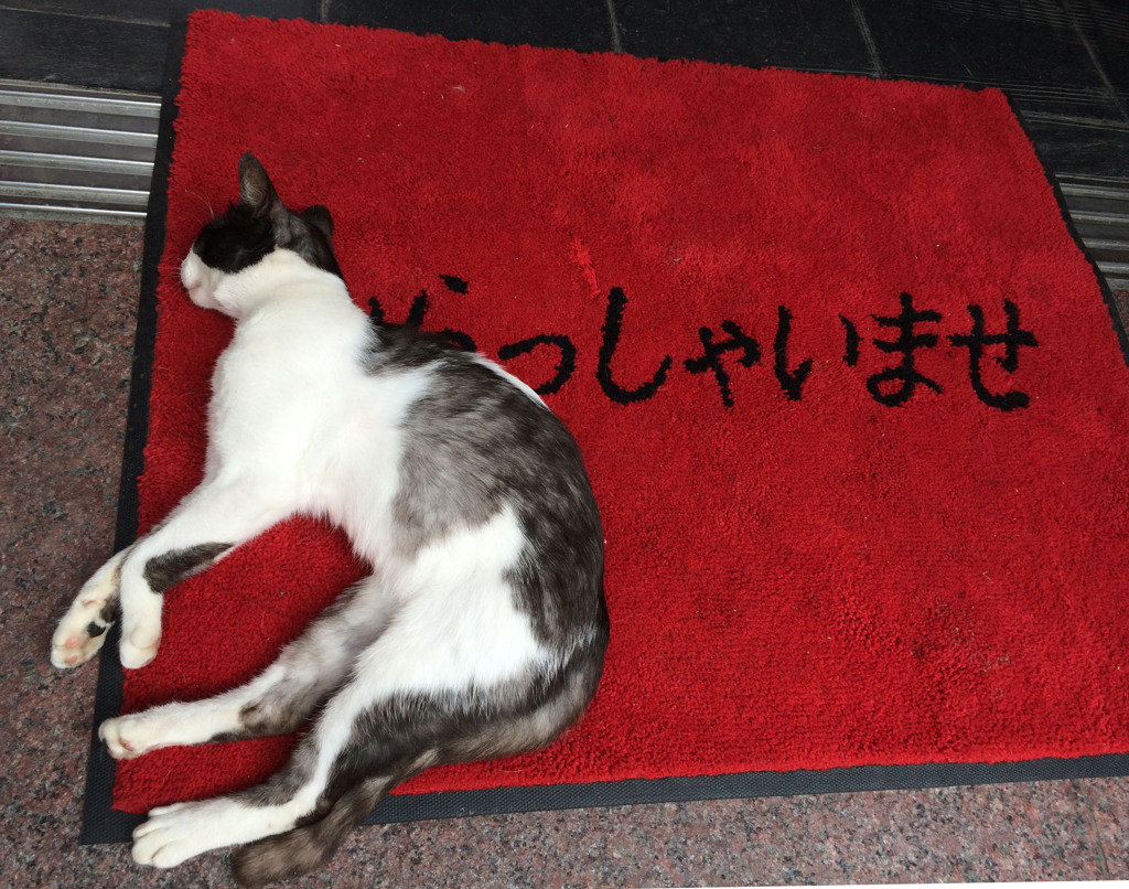 看板猫