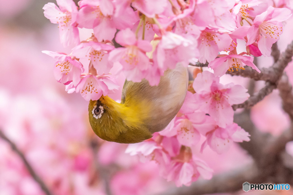 桜に夢中