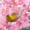 桜に夢中