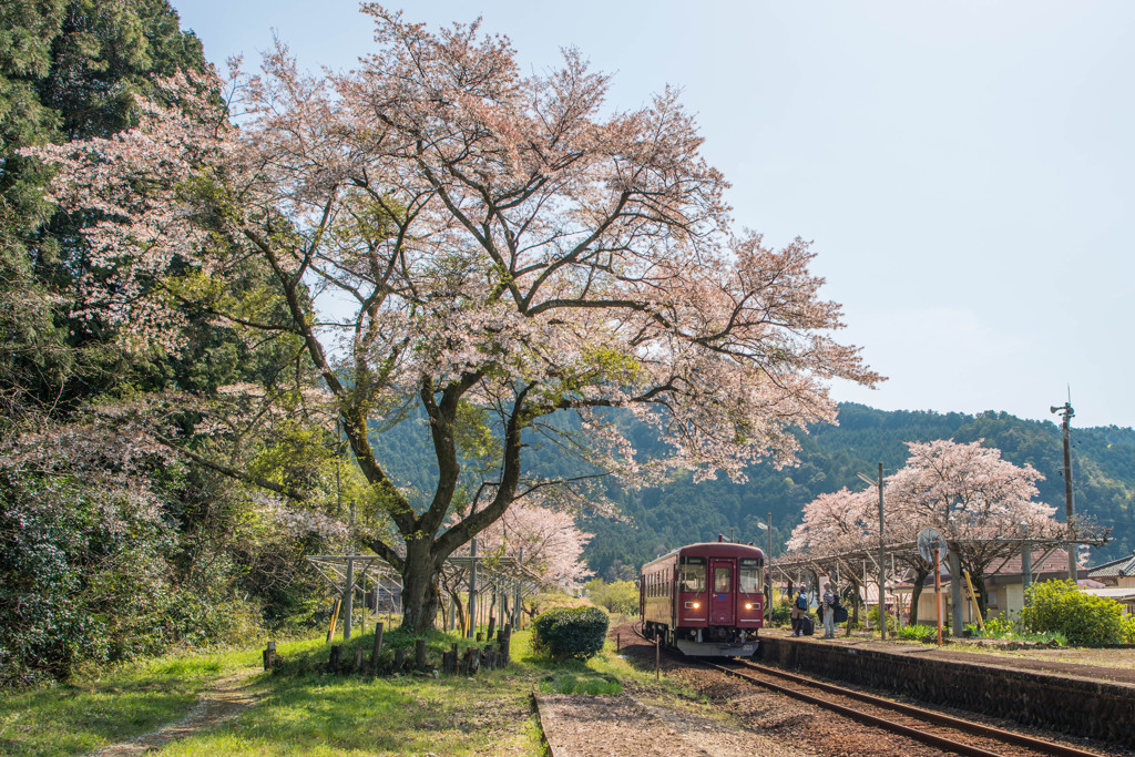 日本縦断こころ旅～長良川鉄道編