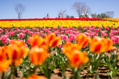 花園