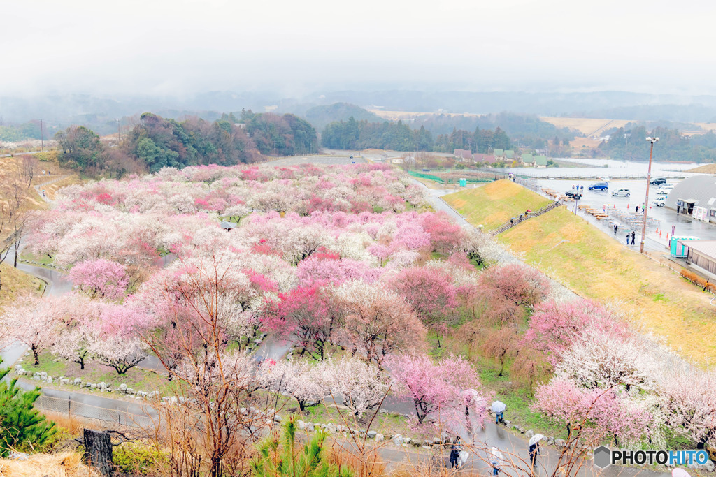 雨のいなべ市梅林公園