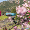 樽見鉄道桃景色