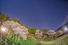 月夜の臥龍桜