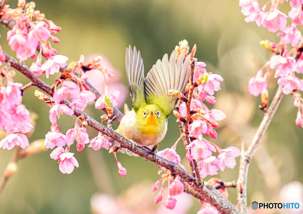 河津桜にメジロ