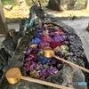 アジサイ神社