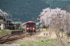 春の長良川鉄道