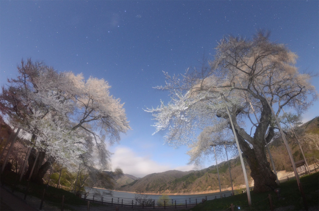 月夜の荘川桜