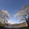 月夜の荘川桜