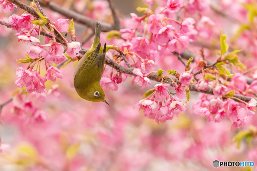 河津桜に来たメジロ