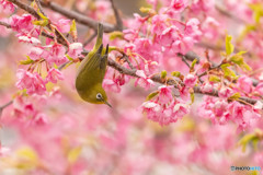 河津桜に来たメジロ