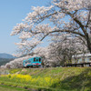 春の樽見鉄道