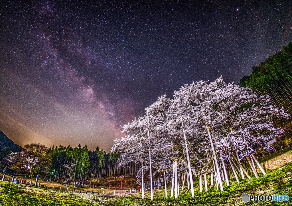 淡墨桜にかかる天の川 By センベイ Id 写真共有サイト Photohito