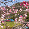 花桃樽見鉄道