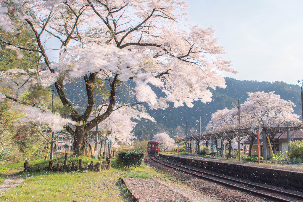 春の長良川鉄道