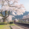 春の長良川鉄道