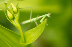 子カマキリ