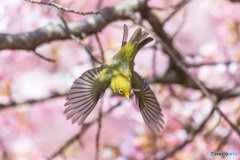 春メジロ