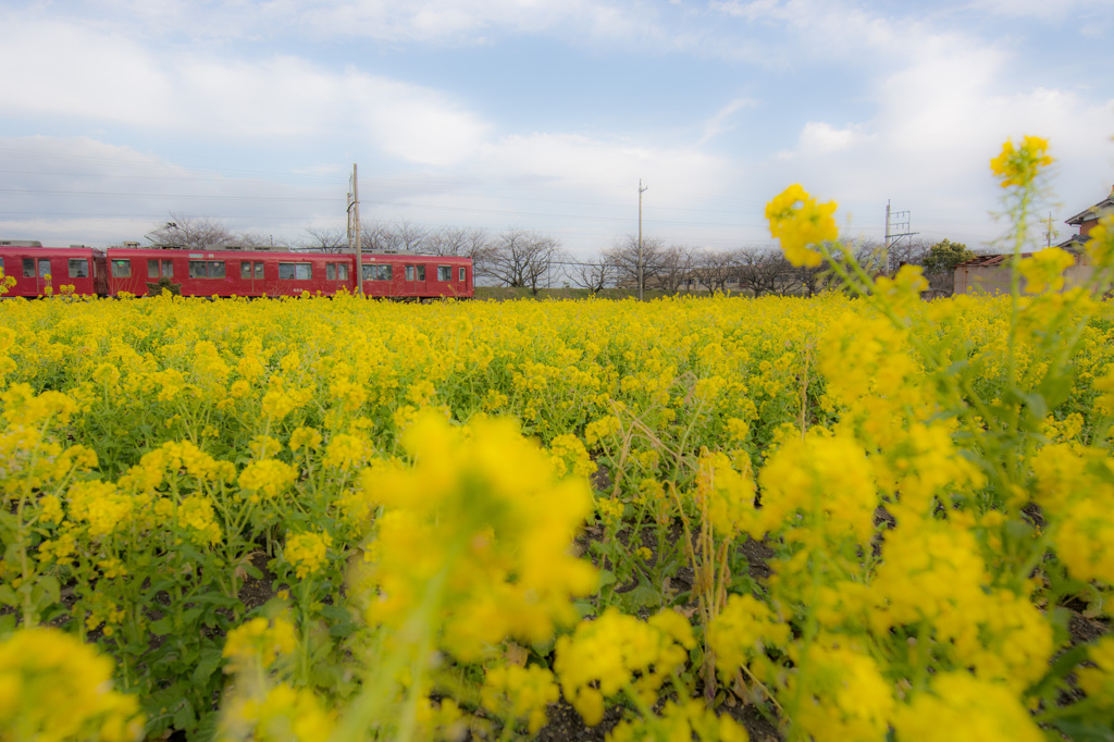 春の養老鉄道（上り）